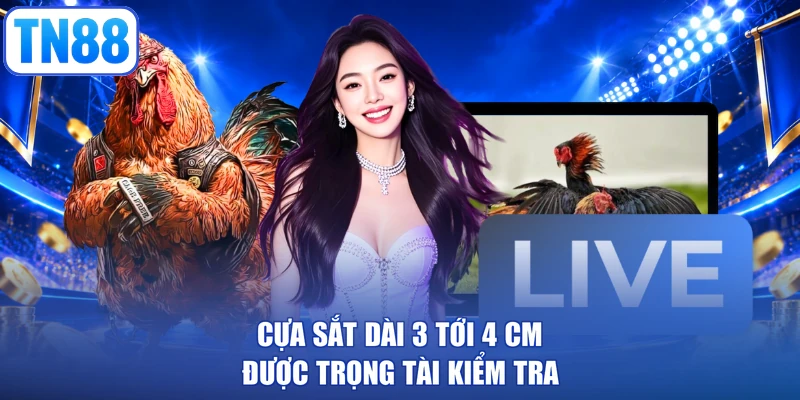 Cựa sắt dài 3 tới 4 cm được trọng tài kiểm tra